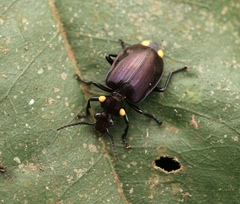 Physodera dejeani
