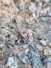 Crassula elegans image