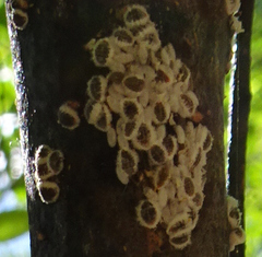 Eriococcus spurius