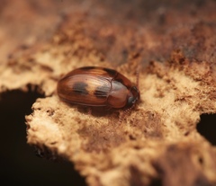 Platydema reibnitzi