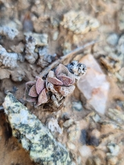 Crassula elegans image