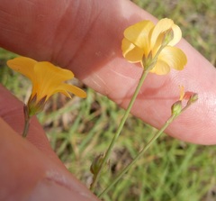 Linum sulcatum