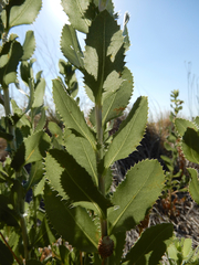 Grindelia ciliata