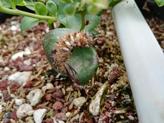 Syntomeida melanthus