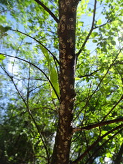 Eriococcus spurius