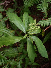 Tarenna gracilipes