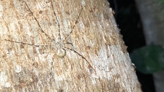 Neotama mexicana
