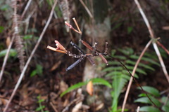 Lecanorchis multiflora