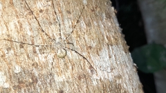 Neotama mexicana