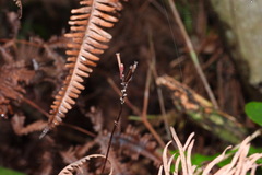 Lecanorchis multiflora