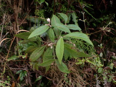 Ardisia villosa