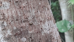 Neotama mexicana