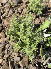 Galium serpenticum