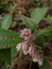 Ardisia villosa