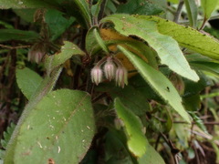 Ardisia villosa