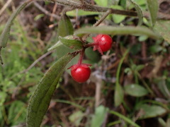 Ardisia villosa