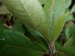 Ardisia villosa
