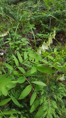 Hedysarum sulphurescens