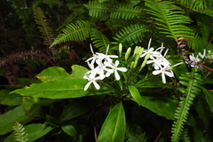 Tarenna gracilipes