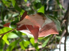 Oecophylla smaragdina