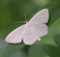 Scopula floslactata