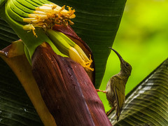 Arachnothera modesta