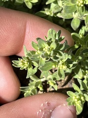 Galium serpenticum