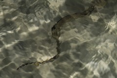 Gymnothorax saxicola