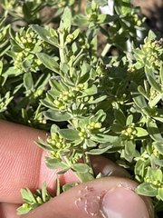Galium serpenticum