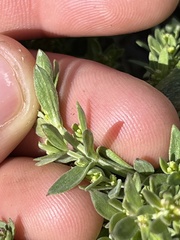 Galium serpenticum