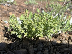 Galium serpenticum