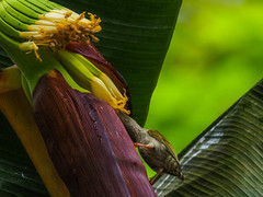 Arachnothera modesta