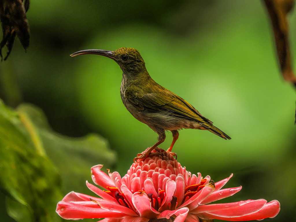 Gray-Breasted Spiderhunter