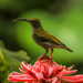 Gray-breasted Spiderhunter - Photo (c) tanhk, some rights reserved (CC BY-NC), uploaded by tanhk