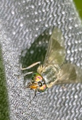 Chrysops calvus