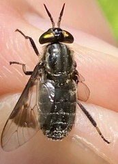 Chrysops calvus