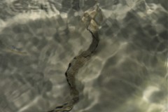 Gymnothorax saxicola