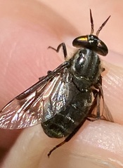 Chrysops calvus