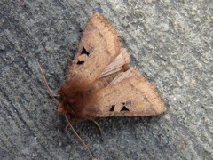 Diarsia esurialis
