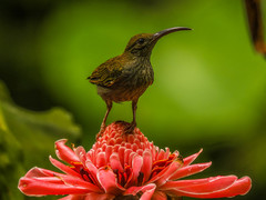 Arachnothera modesta