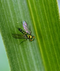 Condylostylus caudatus
