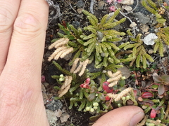 Diphasiastrum alpinum