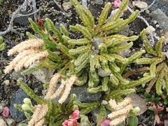 Diphasiastrum alpinum