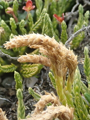 Diphasiastrum alpinum