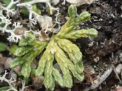 Diphasiastrum alpinum