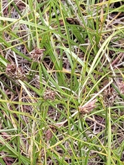 Carex duriuscula