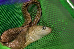 Gymnothorax saxicola