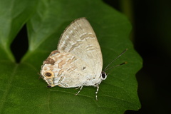 Sinthusa chandrana
