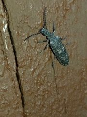 Priacma serrata