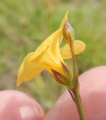 Linum sulcatum